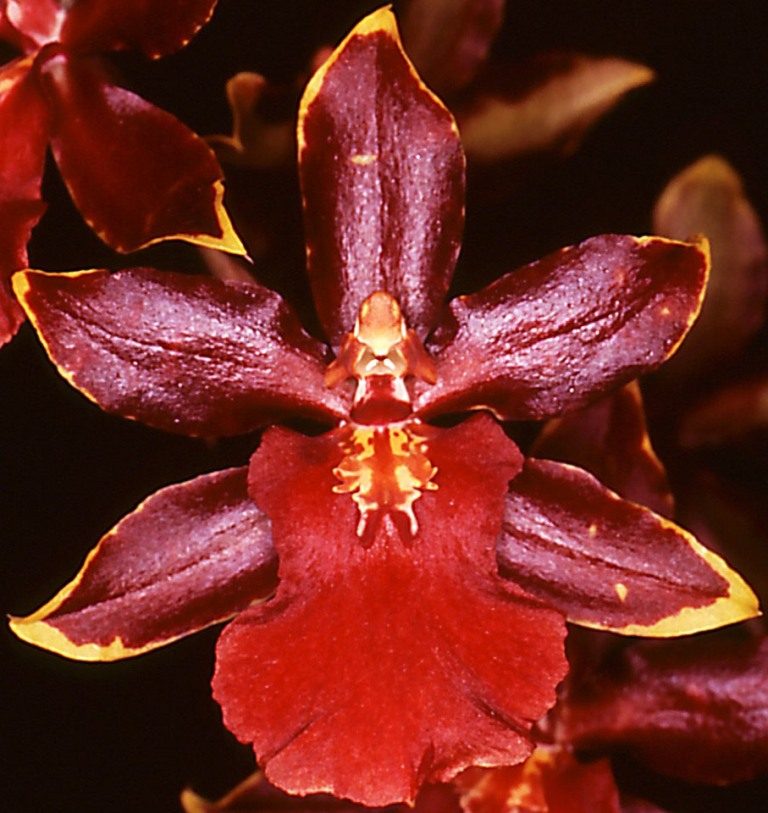Oncidium Wildcat 'Dendi's Bloodshot'