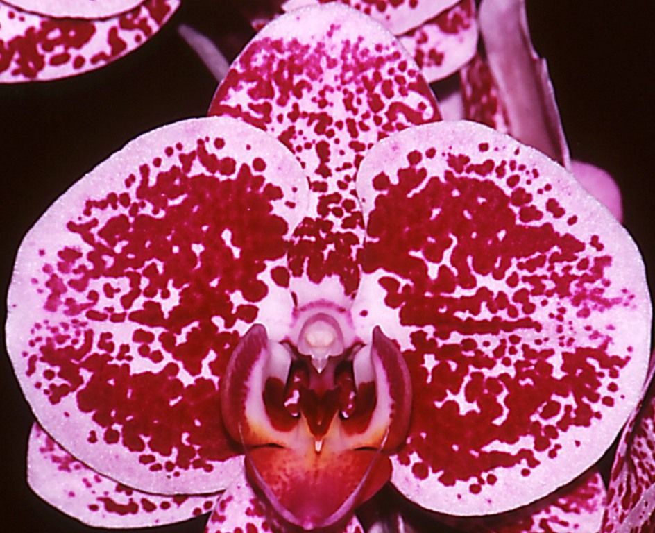 Phal Chian Xen Pearl