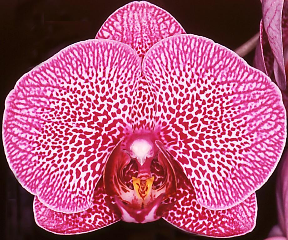 Phalaenopsis Brother Sheridan - AM/AOC