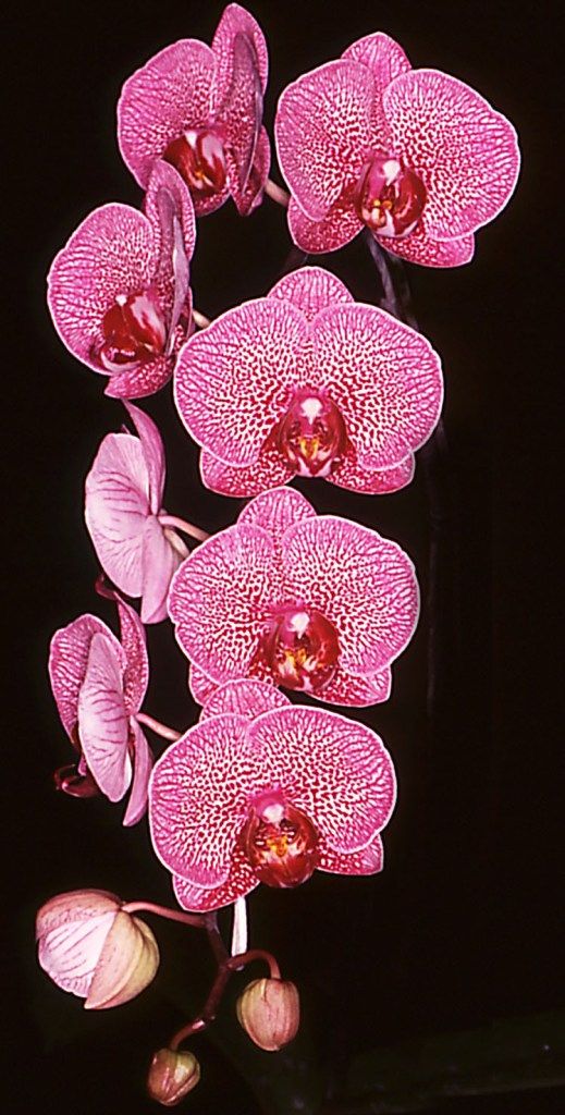 Phal Brother Sheridan