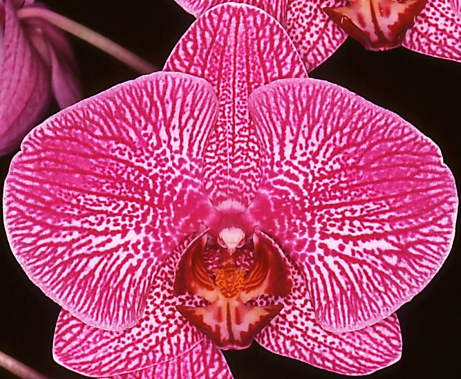 Phal Sunland's Spring