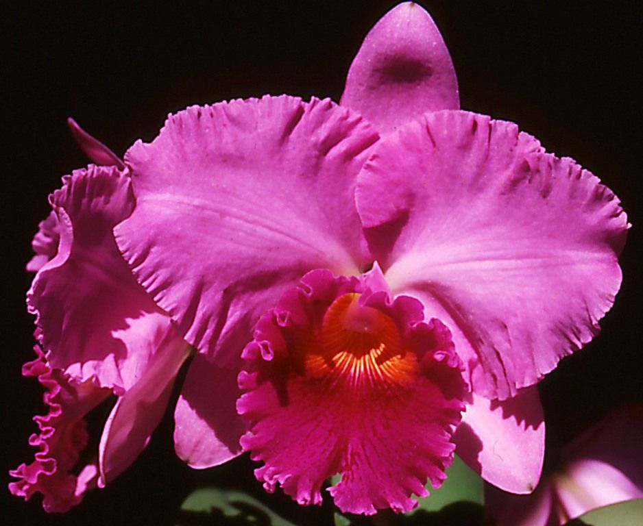 Rlc Brunswick Bonanza