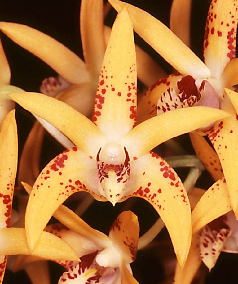 Dendrobium Avril's Gold - HCC/AOC