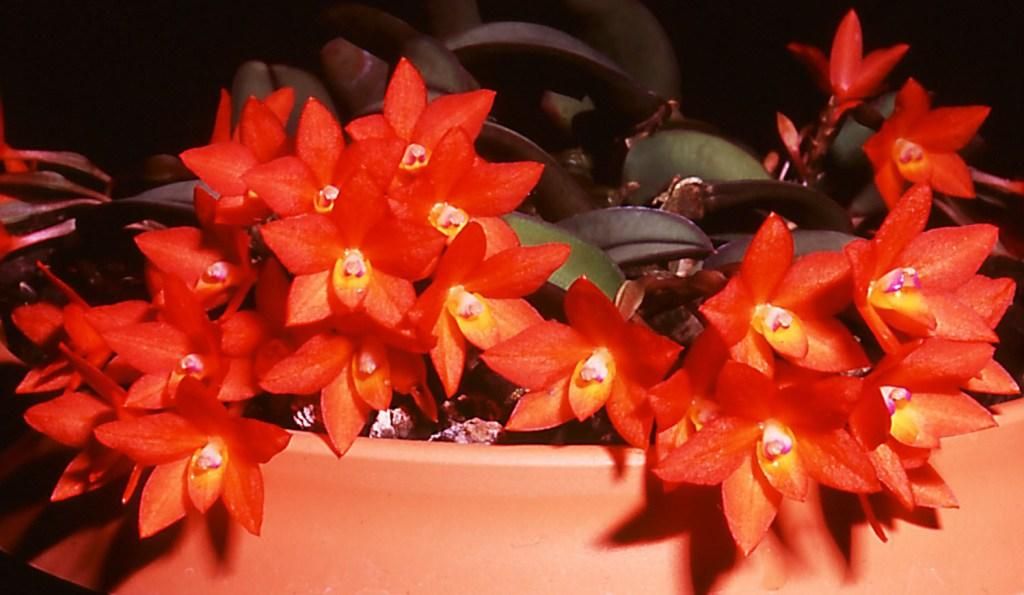 Cattleya cernua - AM/AOC