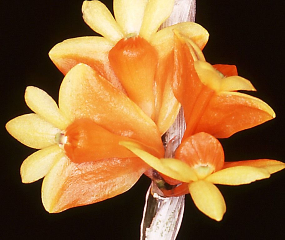 Dendrobium chrysopterum - AM/AOC