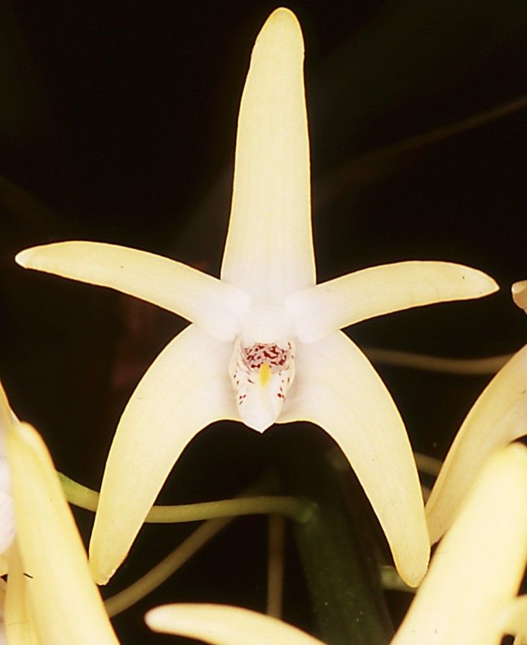 Dendrobium speciosum var. boreale - AM/AOC