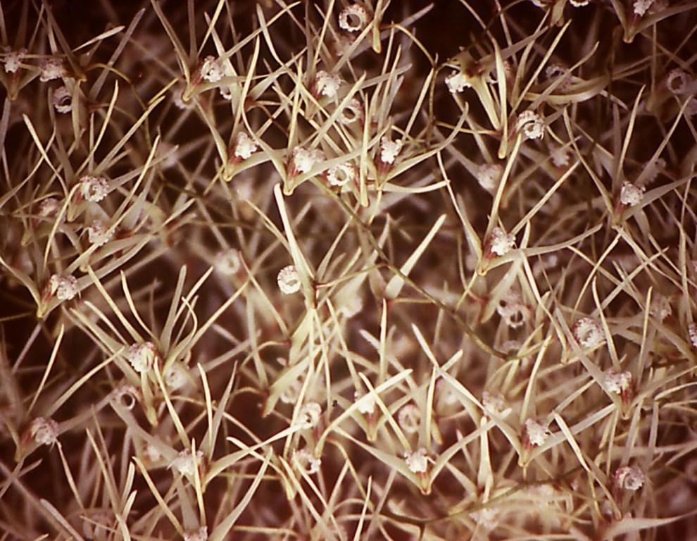 Dendrobium teretifolium var. fasciculatum - HCC/AOC