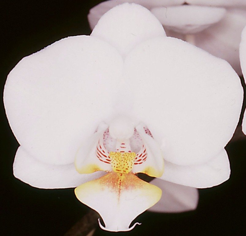 Phalaenopsis Texas Sweetheart