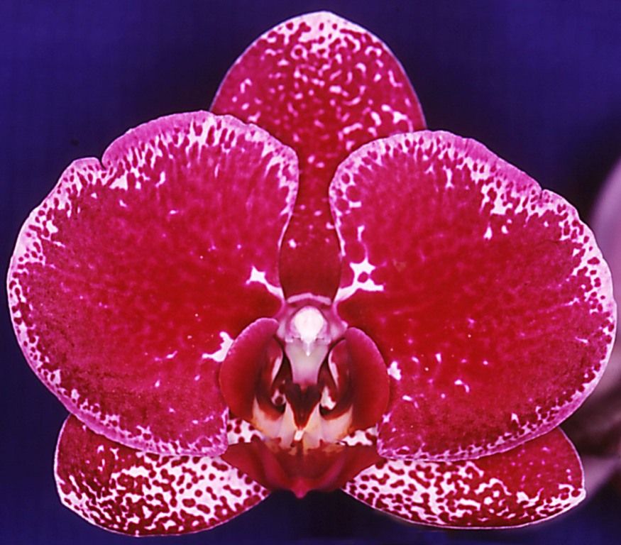 Phal Brother Formosa Love