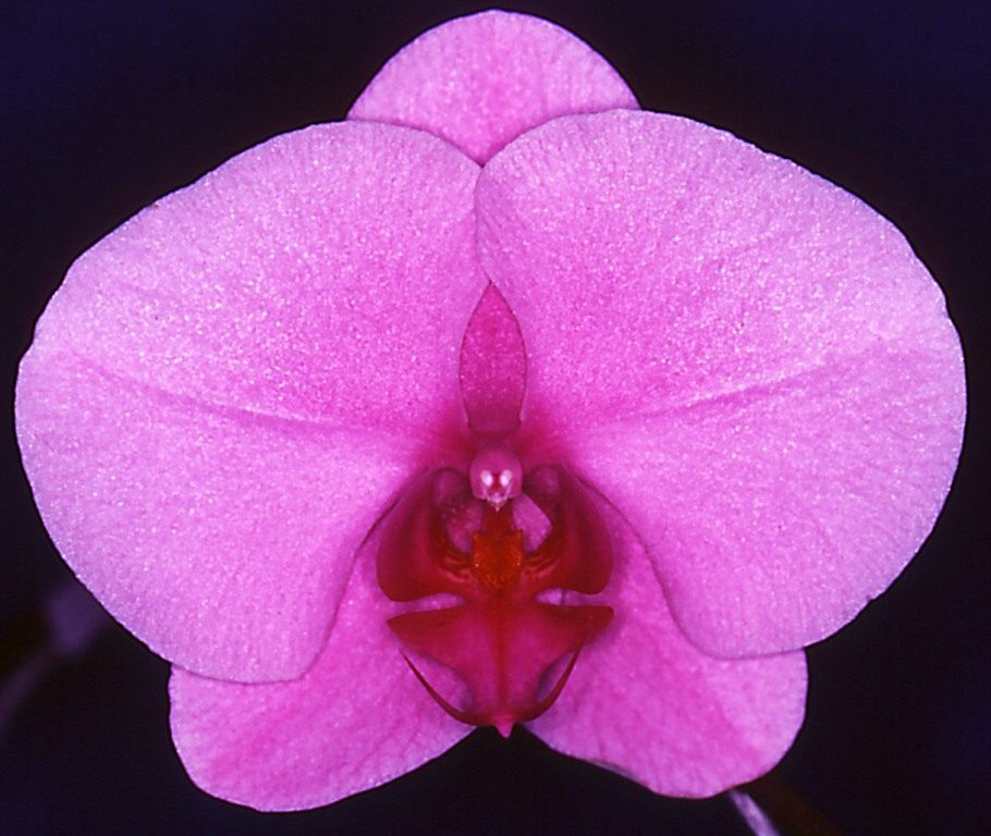 Phal Sunlands New Rain Dancer