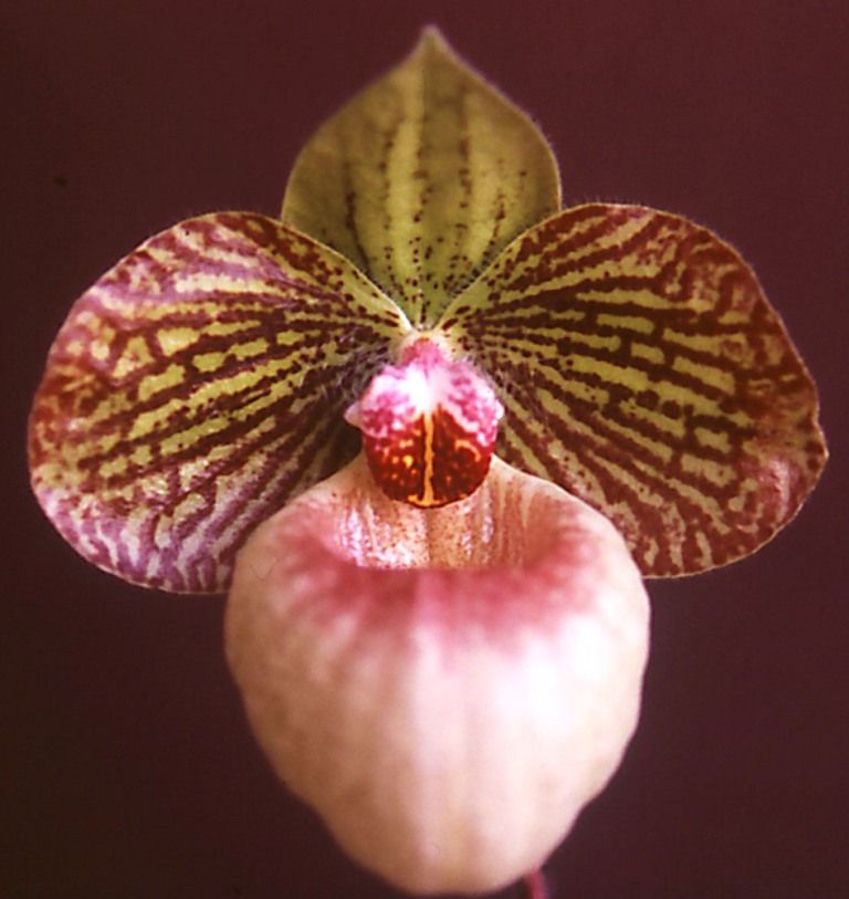 Paph Fanaticum