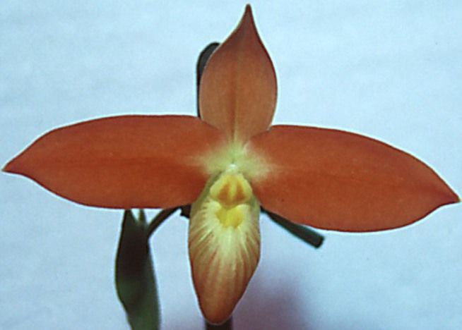 Phragmipedium besseae - HCC/AOC