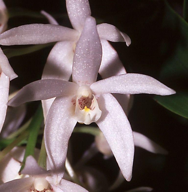 Dendrobium falcorostrum - ACC/AOC