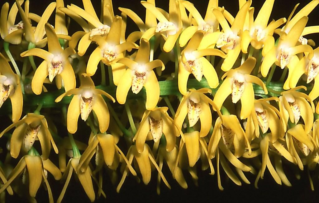 Dendrobium speciosum var. blackdownense 'Blackdown
