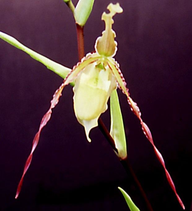 Phragmipedium Praying Mantis - HCC/AOC