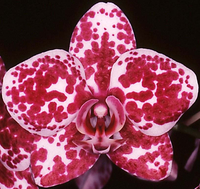 Phal Brother Shiraz