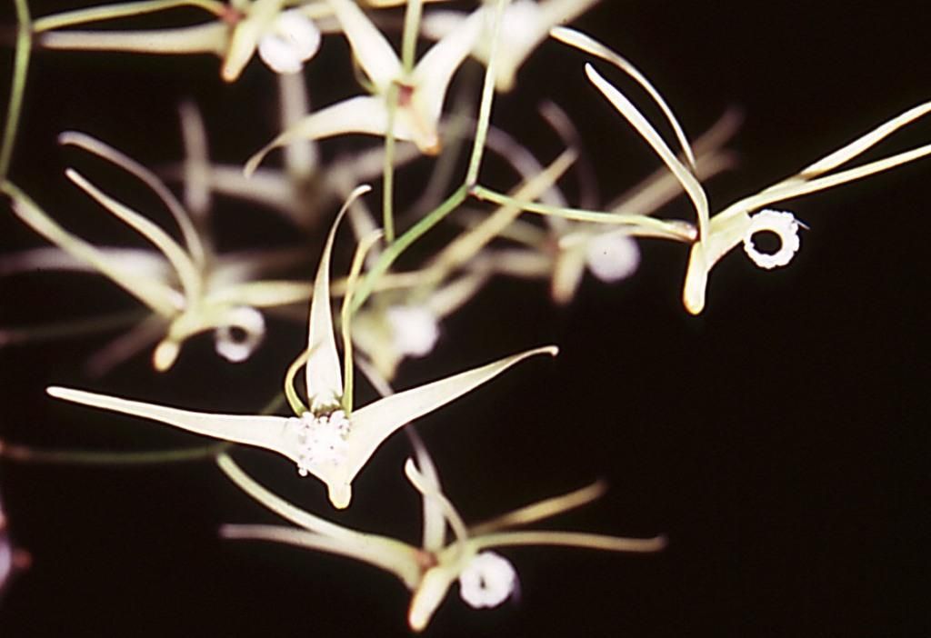 Dendrobium teretifolium