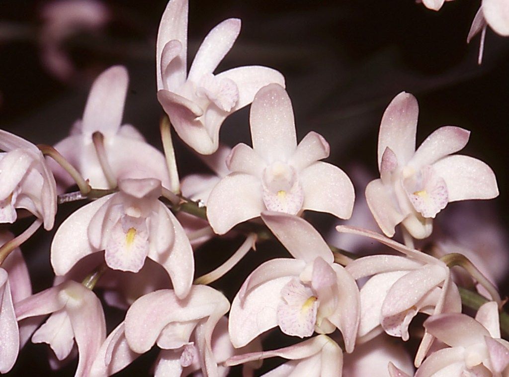 Den Specio-kingianum