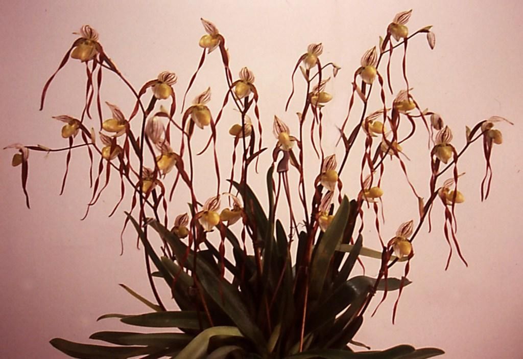 Paphiopedilum philippinense var. roebelenii - ACM/AOC