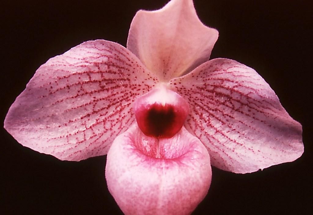 Paph Lynleigh Koopowitz