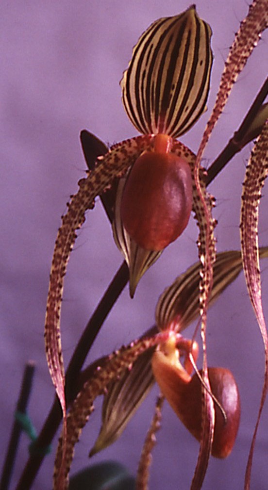 Paph Prince Edward of York