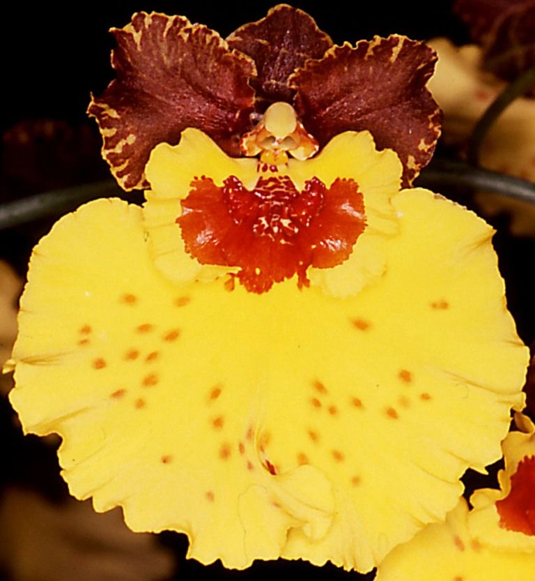 Oncostele Kulnura Gold