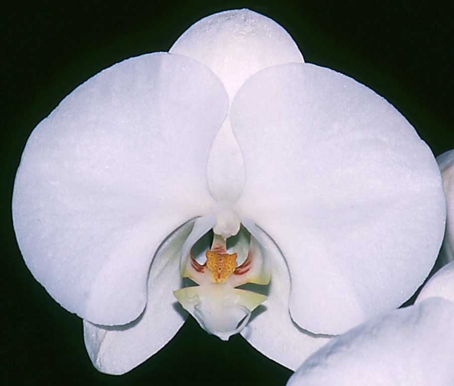 Phalaenopsis Kulnura Frost - HCC/AOC
