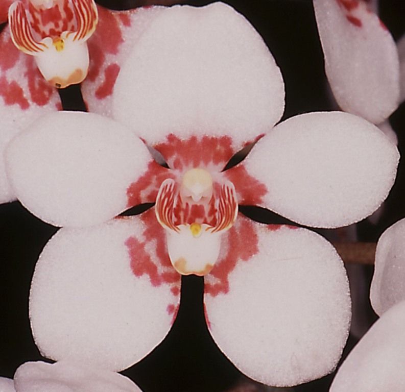 Sarcochilus Melba - HCC/AOC