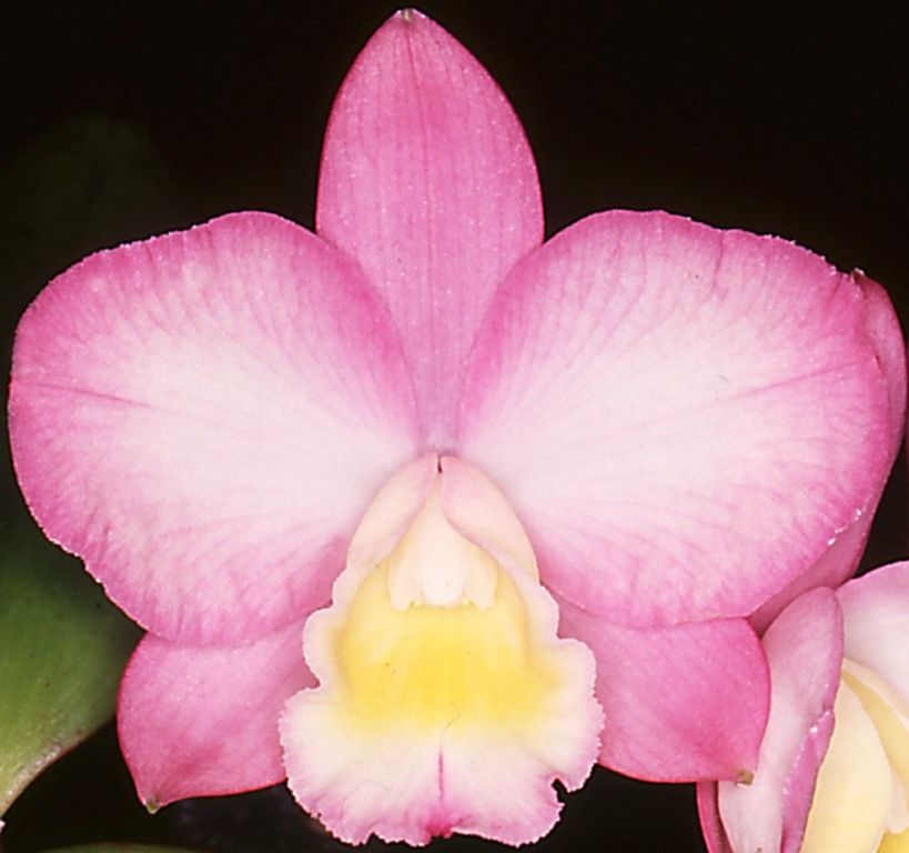 Cattlianthe Dendi's Princess - HCC/AOC