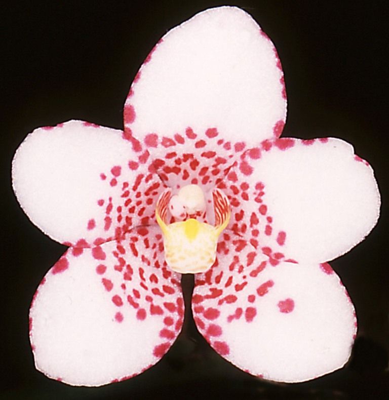 Sarco Burgundy on Ice