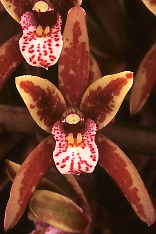 Cymbidium Brown Beauty - AM/AOC