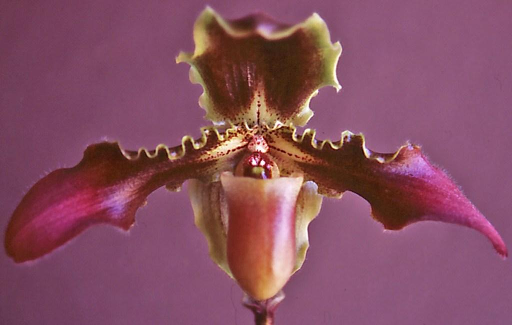 Paphiopedilum hirsutissimum