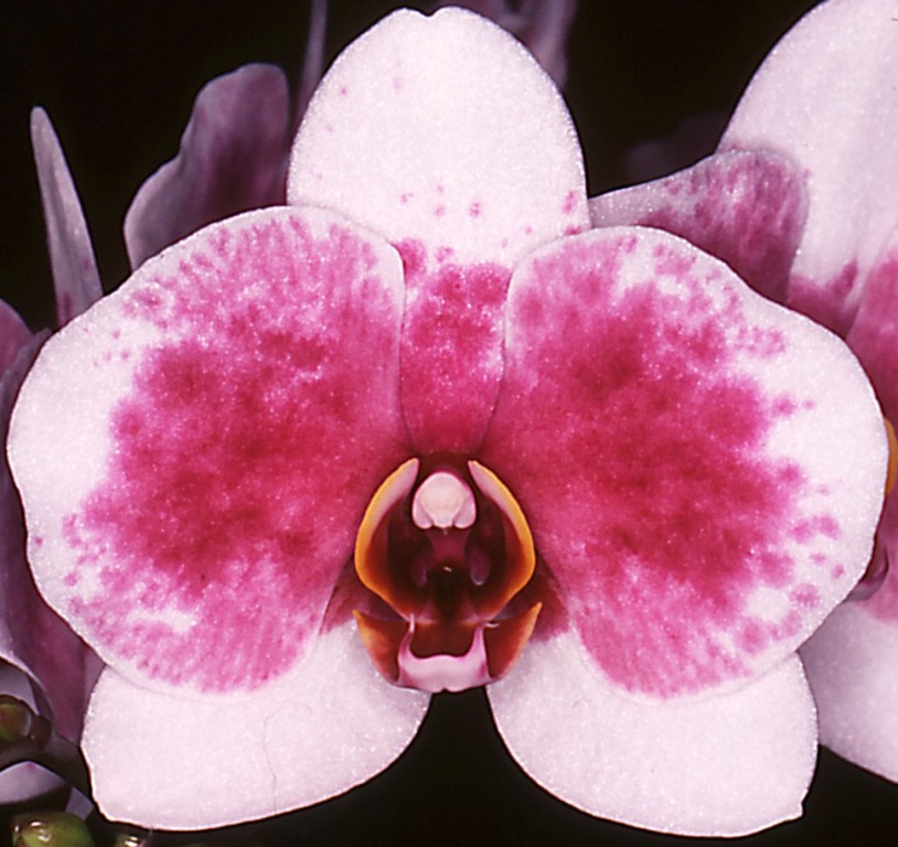 Phalaenopsis Dendi's Vintage