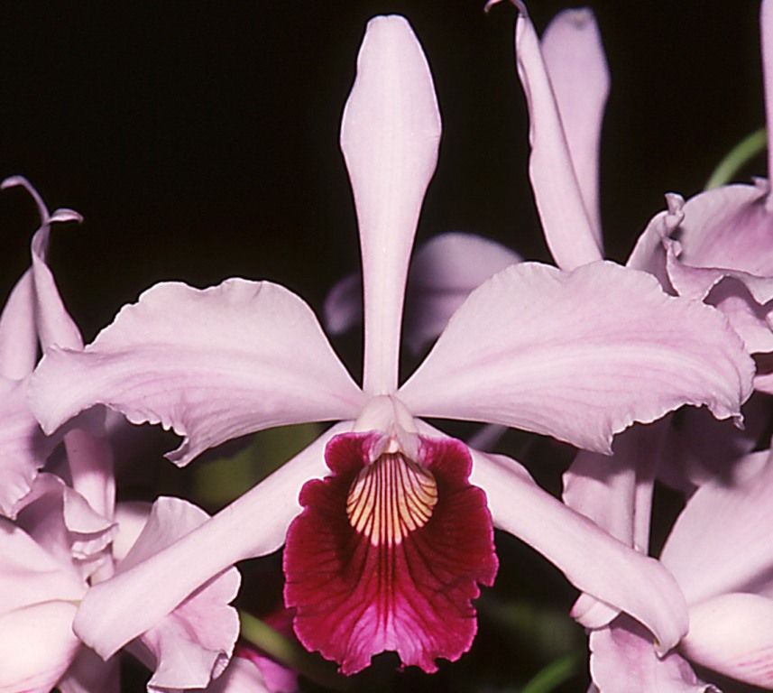 Cattleya purpurata - AM/AOC