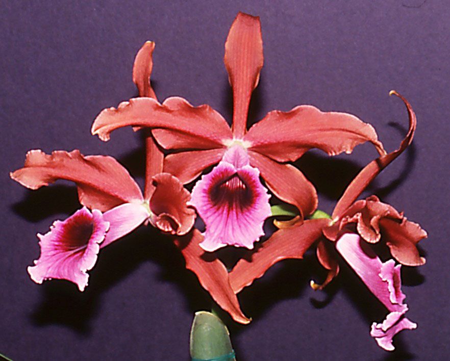Cattleya tenebrosa - AM/AOC