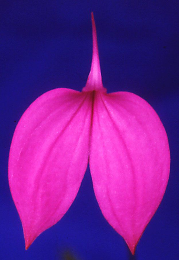 Masdevallia coccinea