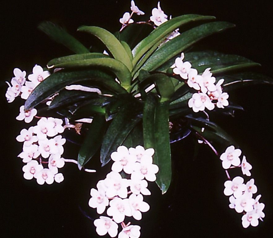 Sarco George Colthup