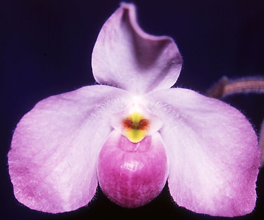 Paph Ho Chi Minh