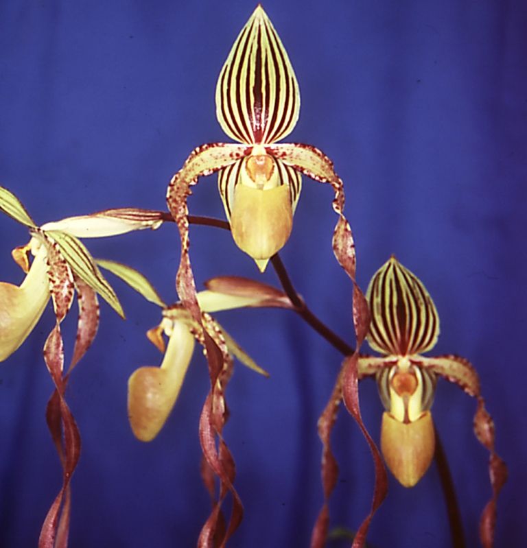 Paphiopedilum Michael Koopowitz - AM/AOC