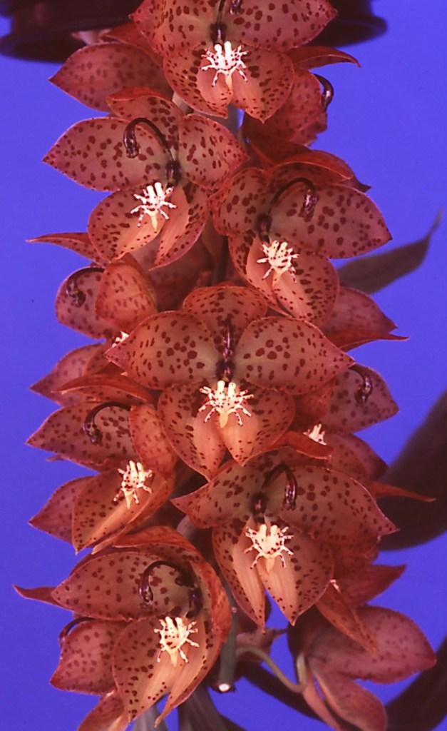 Cycnoches barthiorum - HCC/AOC