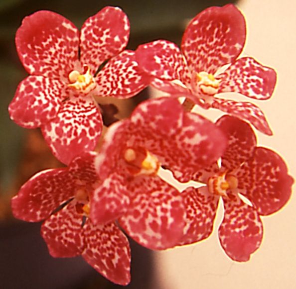 Sarcochilus Fitzhart - HCC/AOC