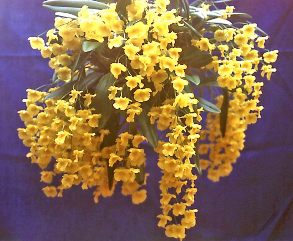 Dendrobium lindleyi