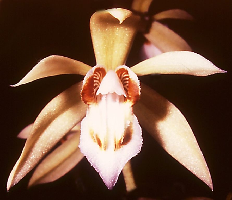Coelogyne rochussenii