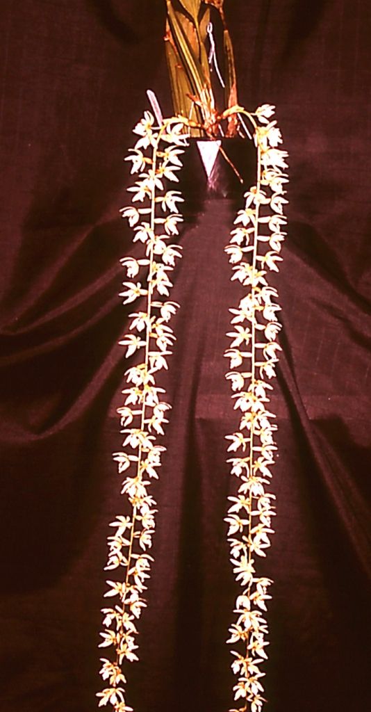 Coelogyne rochussenii