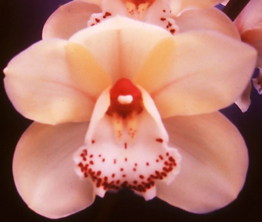 Cym Kimberley Winter