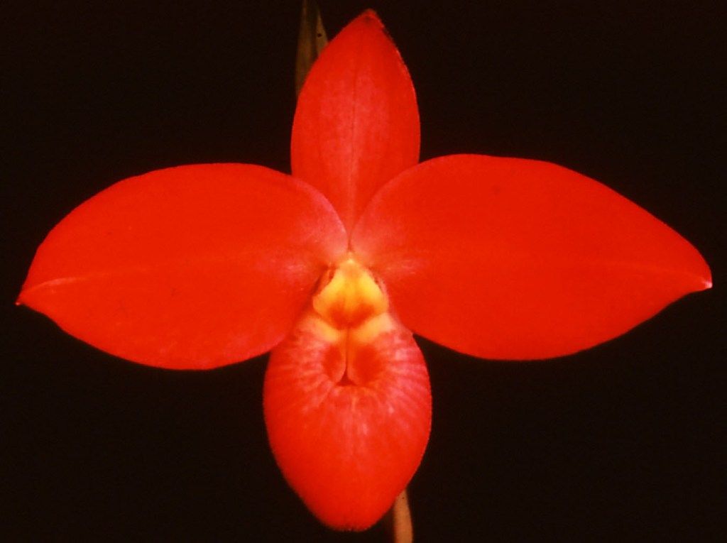 Phragmipedium Saint Ouen