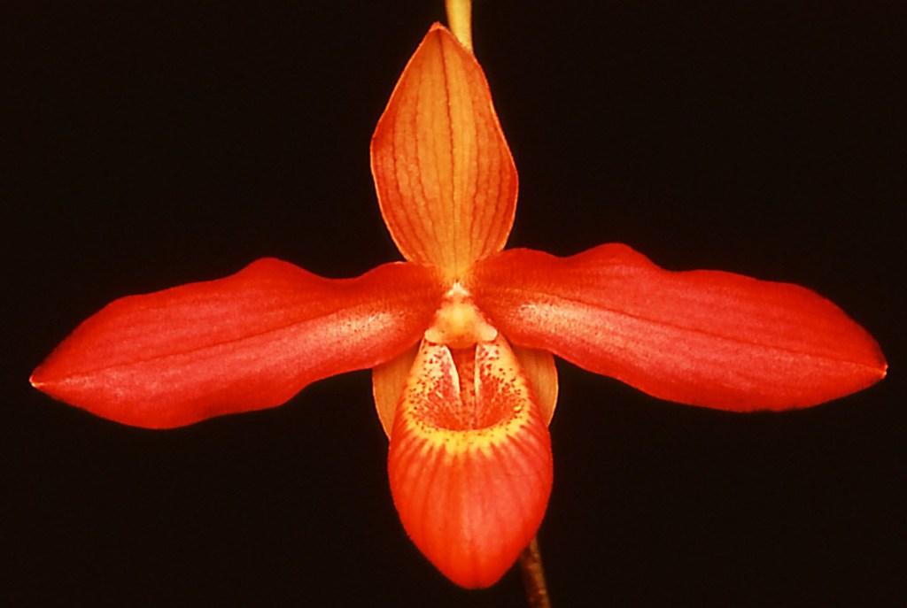 Phragmipedium Memoria Dick Clements