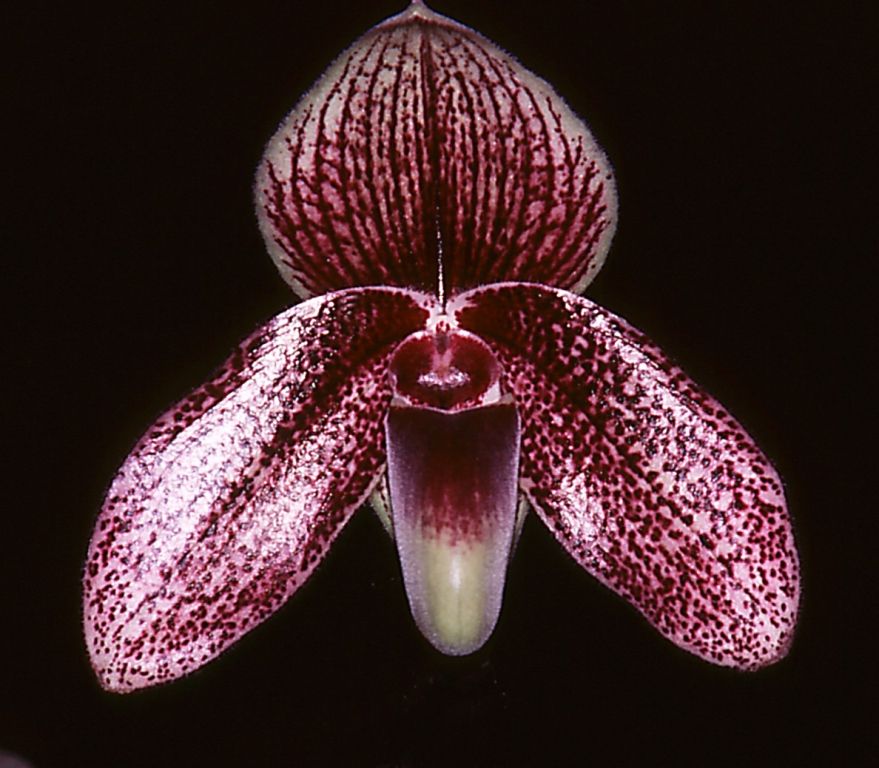Paphiopedilum Olenus - AM/AOC