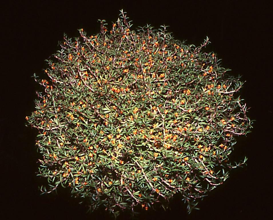 Mediocalcar decoratum