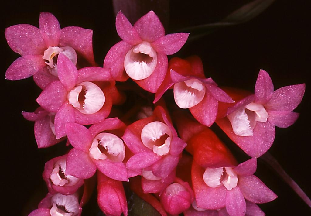 Dendrobium lawesii - AM/AOC